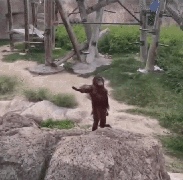 Funny demanding monkey orangutan